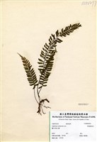 藏品(單邊鐵角蕨)的圖片